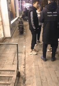 |搞笑GIF:这是谁家的狗子,再每天来这里锻炼身体,我们可要收费了