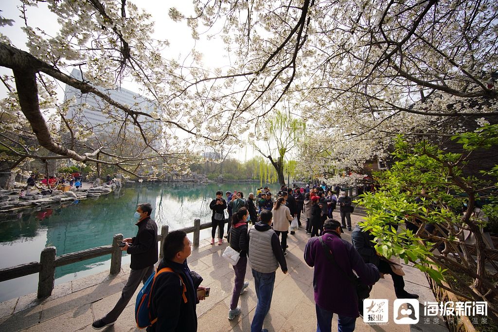 五龙潭樱花盛开 市民观赏“樱泉相映”美景