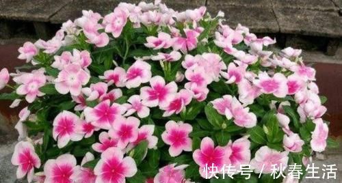 种植|4种花太美了,四季开花,花期长,观赏价值高,种植容易