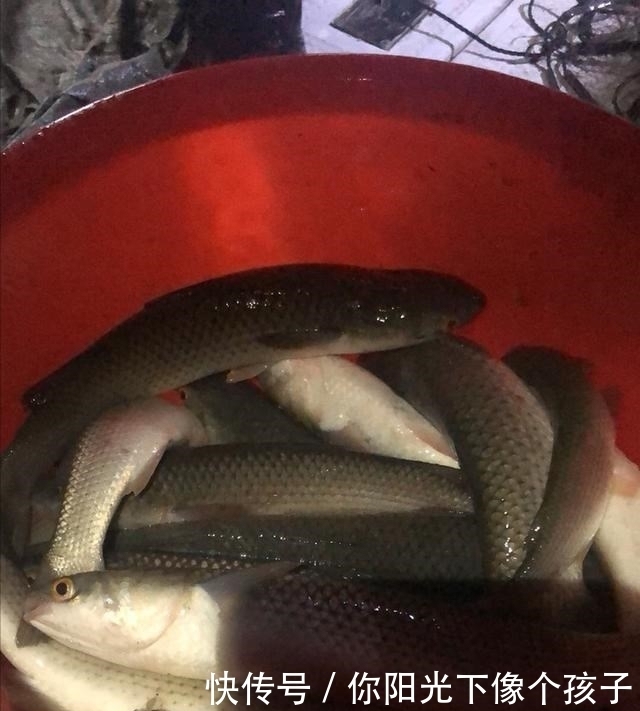 香港河道乌头鱼泛滥,钓鱼人:不需要技巧,随便钓几十斤