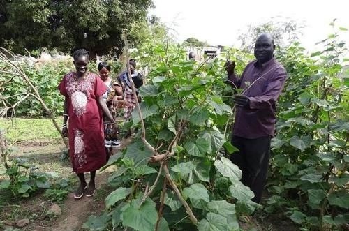 我在非洲打工，每天都吃白菜鸡蛋，很多人喜欢种菜