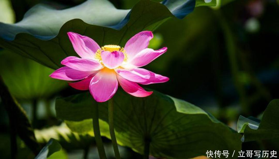 小荷|杨万里水平很高的一首诗，只是描写了寻常之景，但是每一句都很美