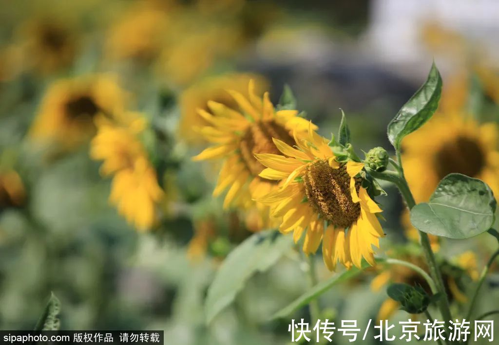 花海|金秋去哪看向日葵花海？这三处强推！有的还能露营~