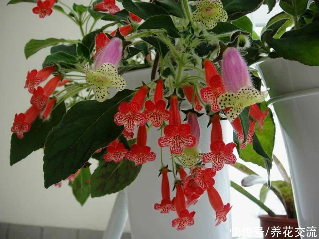  植物|耐阴室内开花植物“大家族”，低光照可开花，植株小巧，适合新手