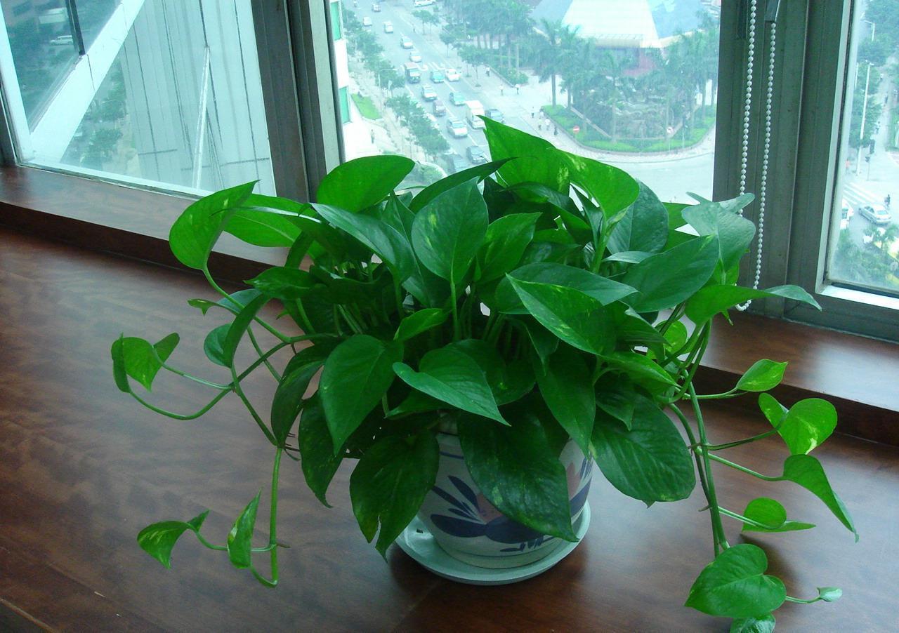 16种耐阴花,就算阳光不足,也能年年生长、开花