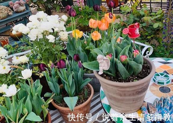 龙骨、郁金香盆栽,别搁在室内了,对身体有害!摆它们恰恰好!