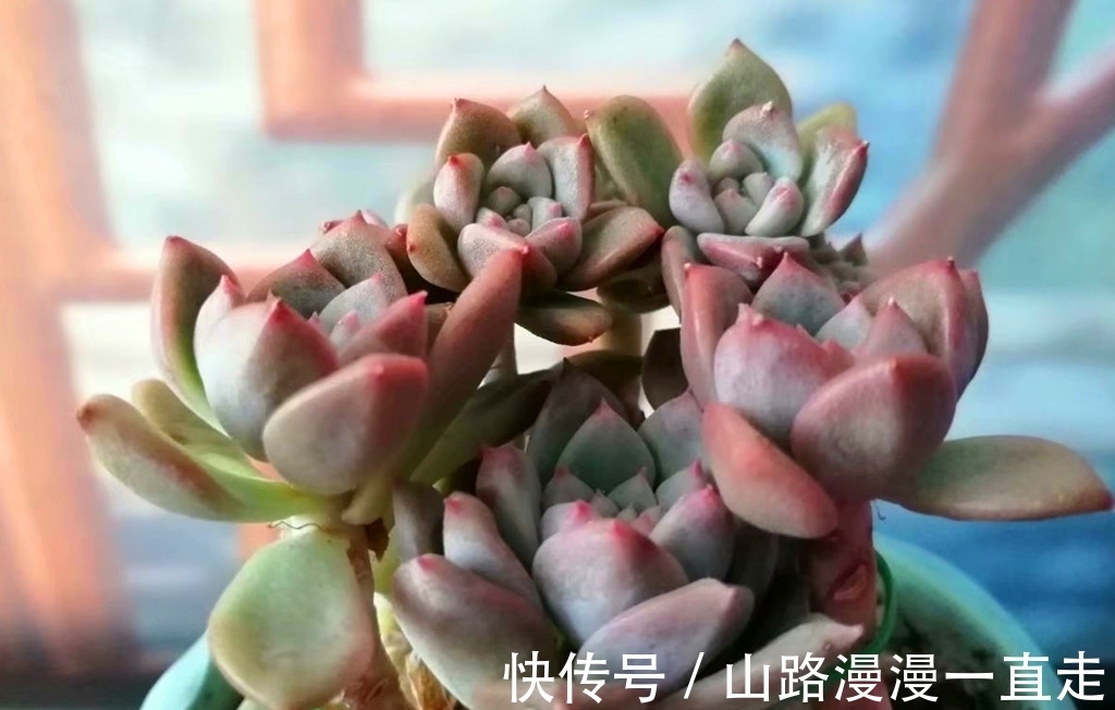 6种多肉养护用点小技巧,一年就会爆出很多头,长成手捧花超美