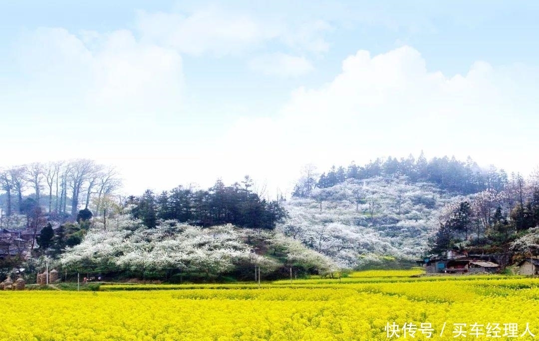 贵州又出“赏花地”，坐拥“金海雪山”，拍照打卡太赞了！