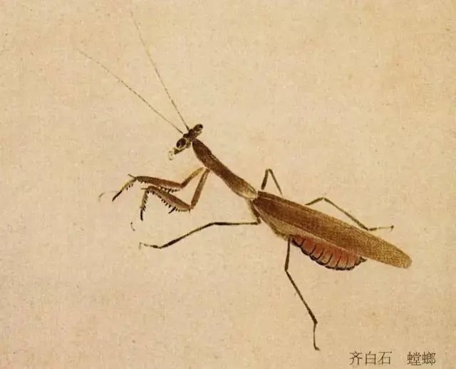 蝈蝈$国画技法图典——草虫篇:蝗虫 蚂蚱 蝈蝈 螽斯 螳螂 蟋蟀