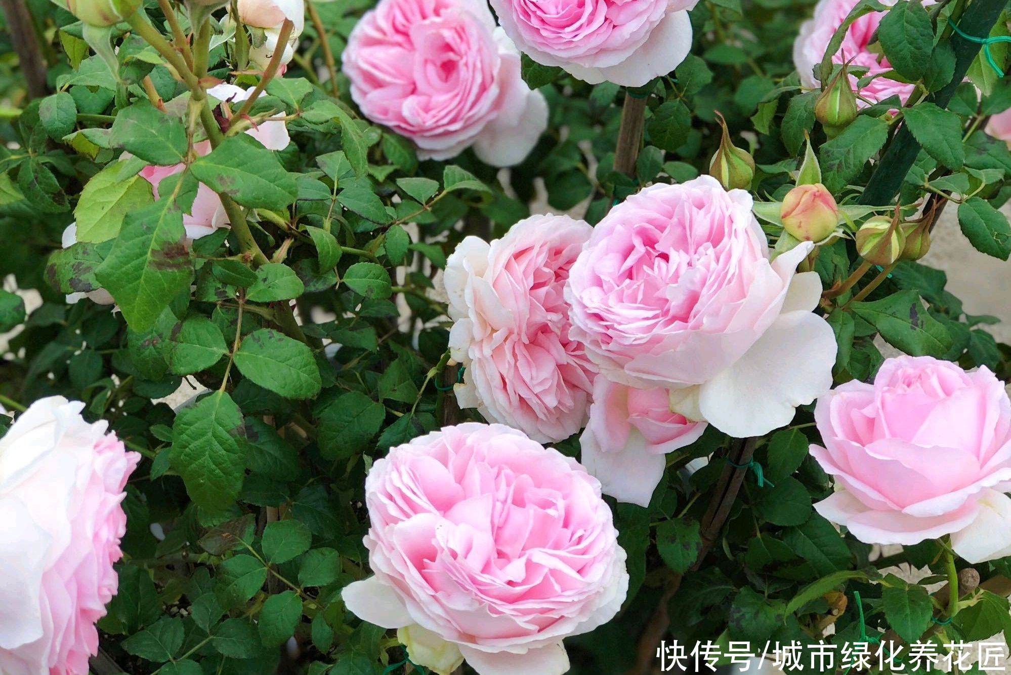 月季花的花苞长了软软的白毛，像发馒头似一样，怎么回事？