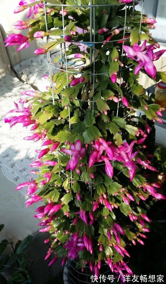 蟹爪兰花|养花技巧养蟹爪兰,要舍得摘叶子,摘完新叶嗖嗖冒,入秋才有花