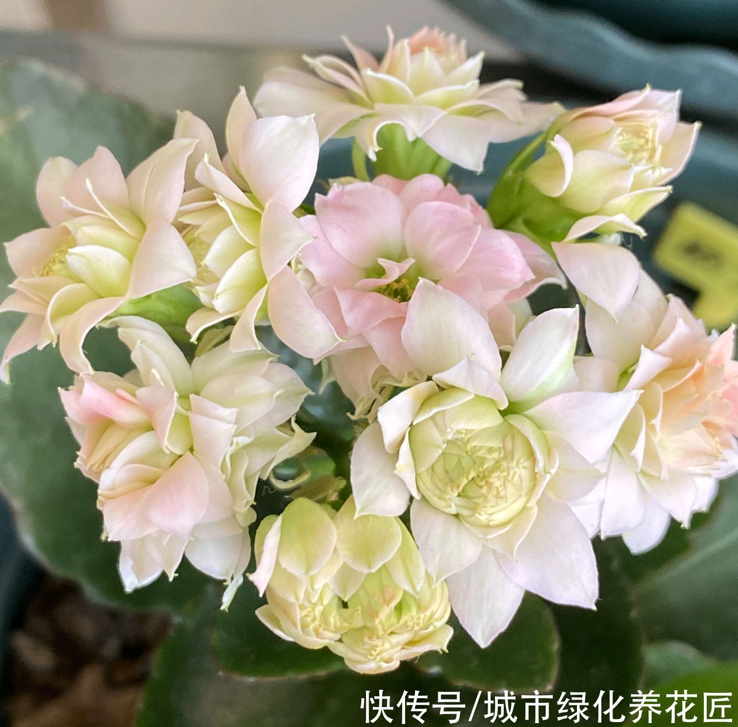 长寿花打花苞20天了还开不出来怎么办？套个黑袋子，3天花满盆