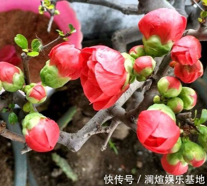 海棠花|最适合新手养的花,沾点水就疯长,开花勤还爱爆盆,美