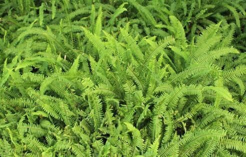 蕨菜|这些在农村野地里不起眼的野草, 关键时却能救命, 你认识几个