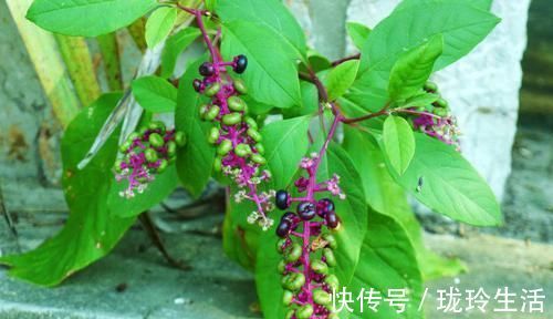 红茎|农村一种奇特野草,红茎有剧毒,绿茎却是上等野菜,一定要认清楚