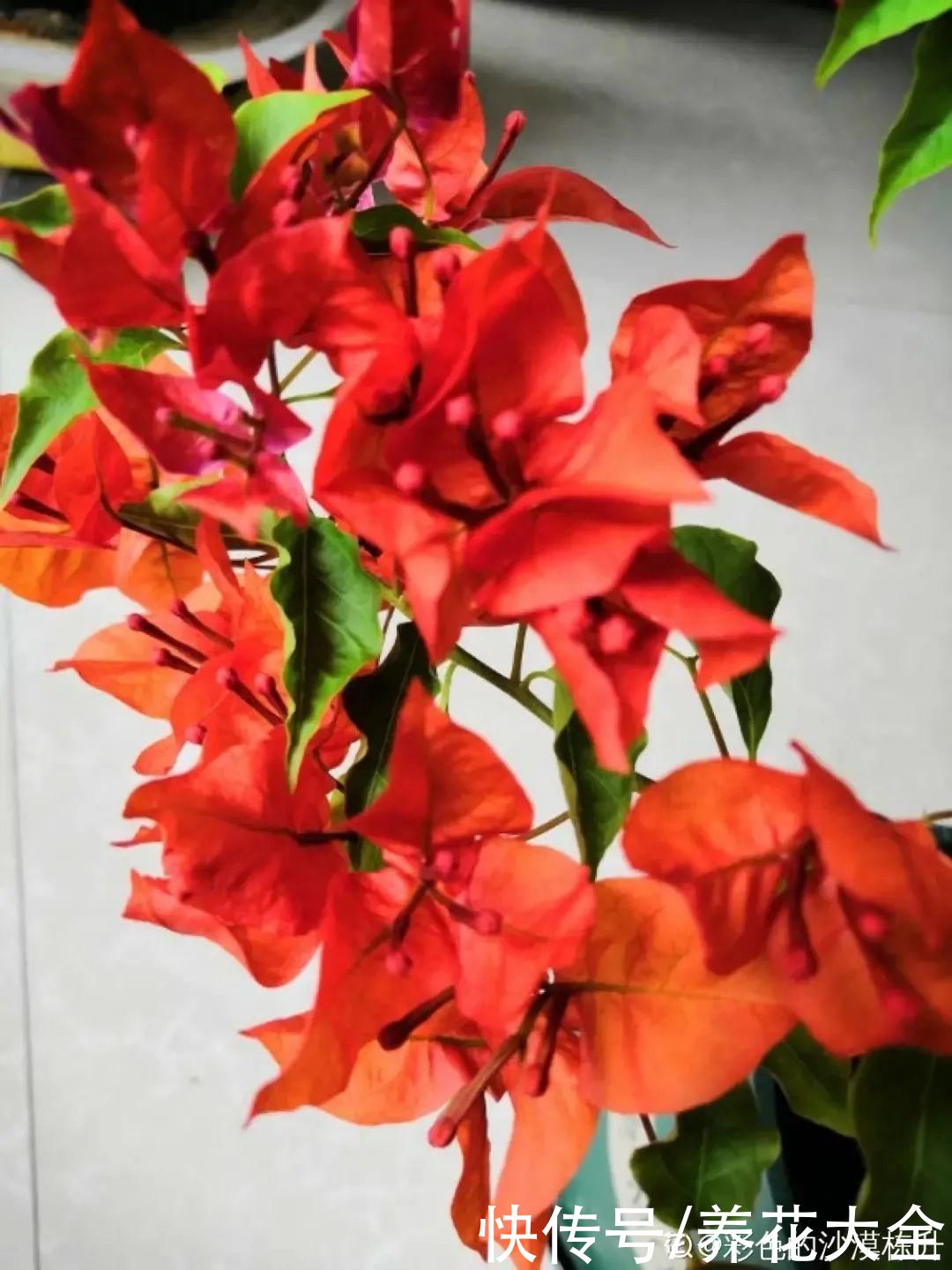 在家养盆“爆花战斗机”，只需要一盆，能开上百天不歇气