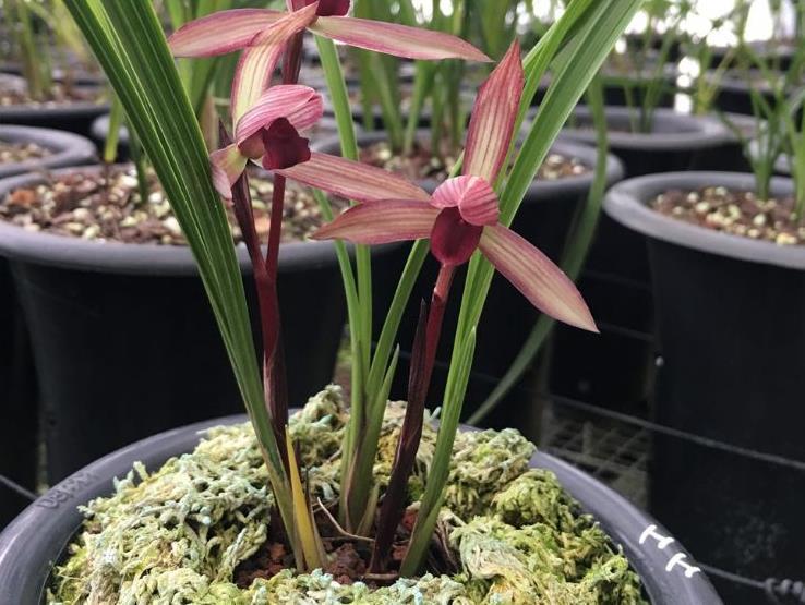 春兰|春兰滇红素,顶级品种,红花浓香,被誉为兰花界的常青树