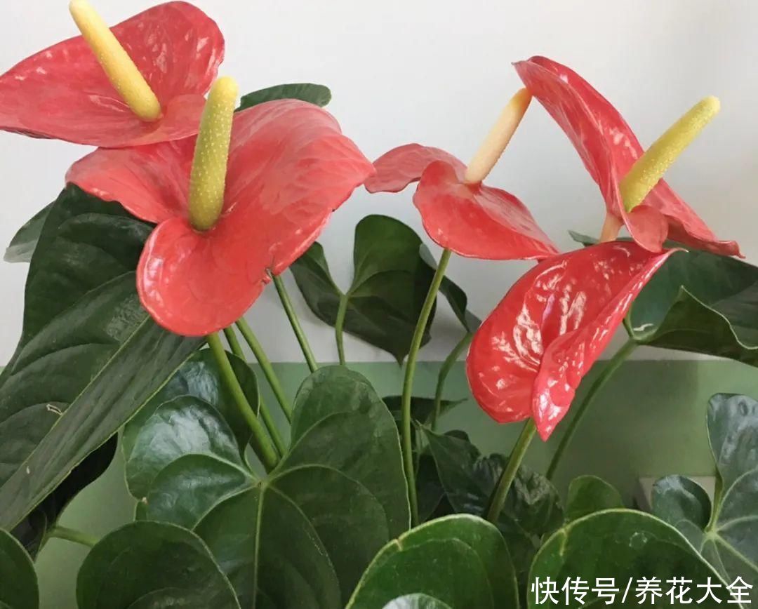 夏天怕晒的花，赶紧搬到阴凉地儿，再晒成枯杆了