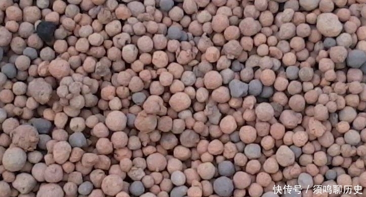 蛋壳|多肉盆里放点它,不怕烂根,长得饱满又圆润