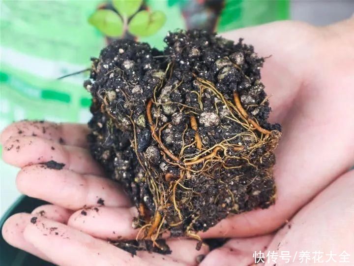 花长|4种花长太快，买大苗太吃亏，小奶苗才真香