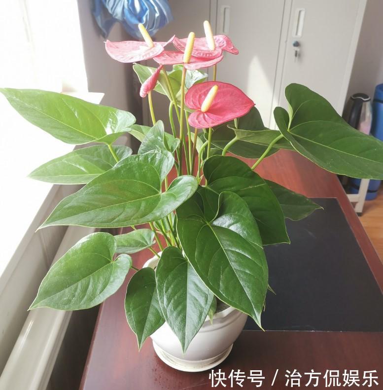 绿萝|5种大型花原来是个酒鬼,每周灌点酒,喝完马上绿油油!