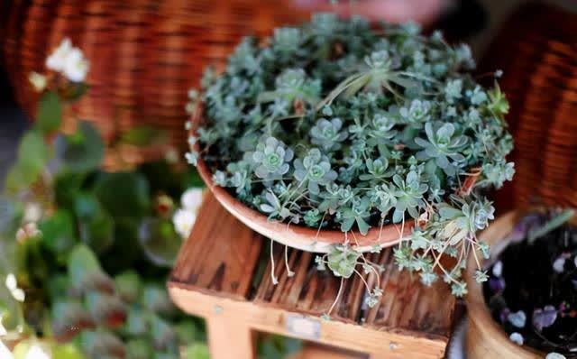  春季室内植物推荐（内含种植窍门）