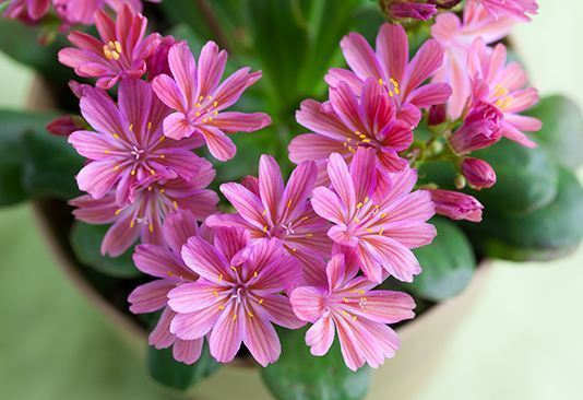 花界“新宠”,花开全年,生命力强,石头缝里“照样旺”,值得养