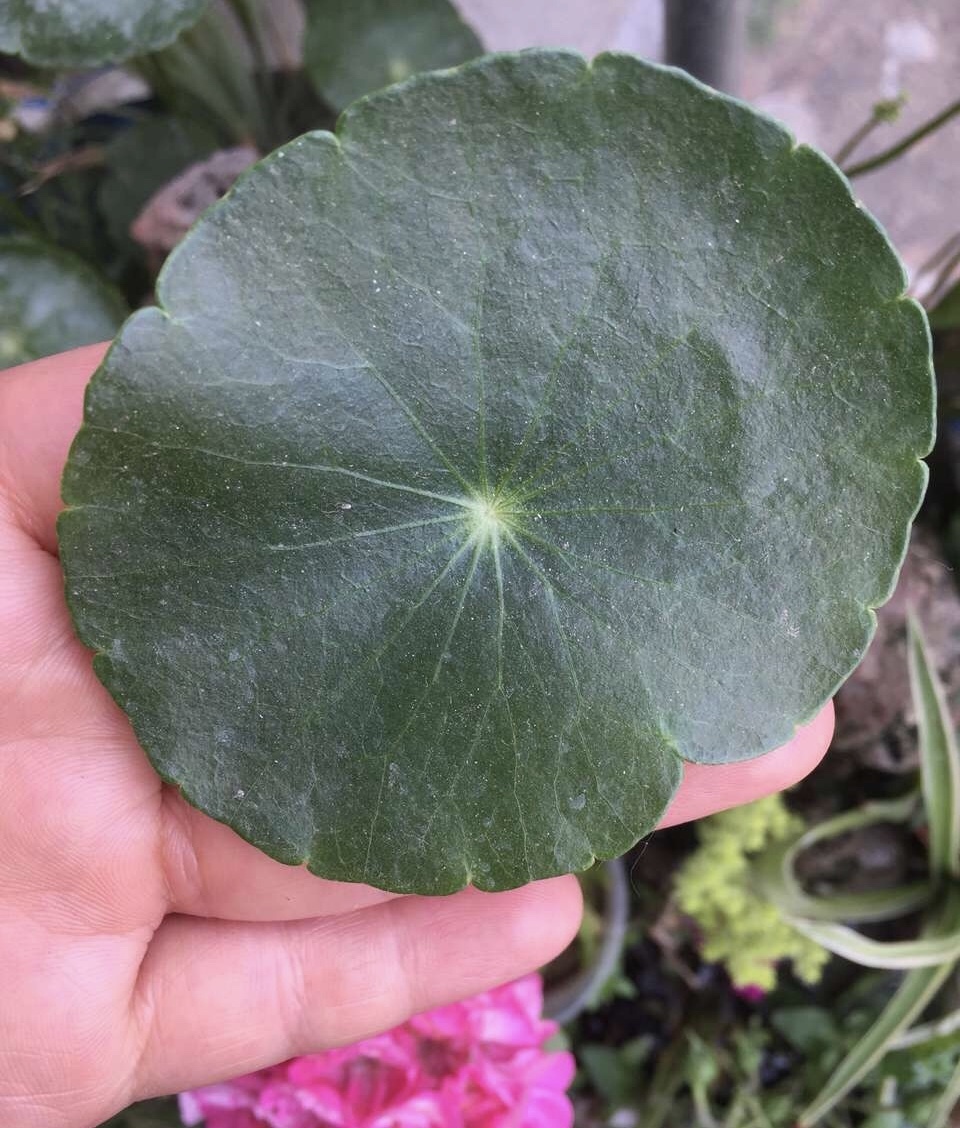 施肥|养铜钱草要“抓重点”,记住“2多1勤快”,叶子比硬币大2倍