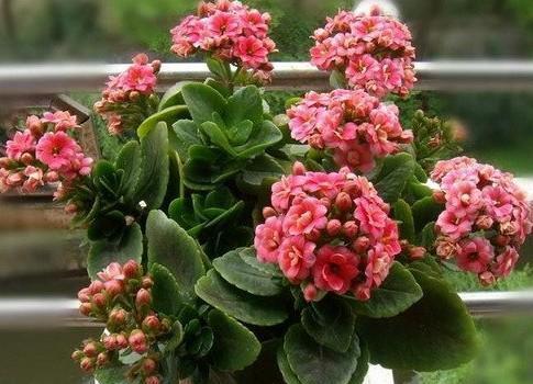 百合花|家里养这4种花,5月赶紧剪一剪,剪完了难度夏,来年没花赏