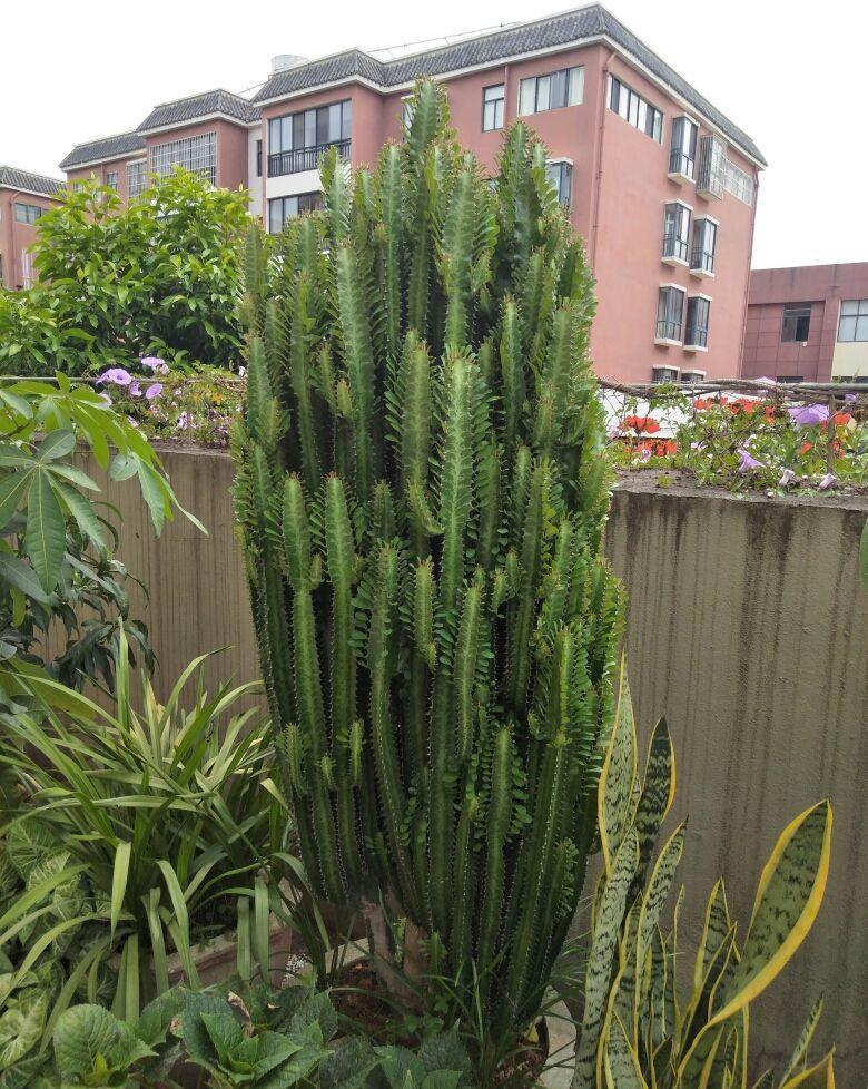 10种“吉利花”,“穷养”才能长大,越挤越壮实,越大越“旺家”