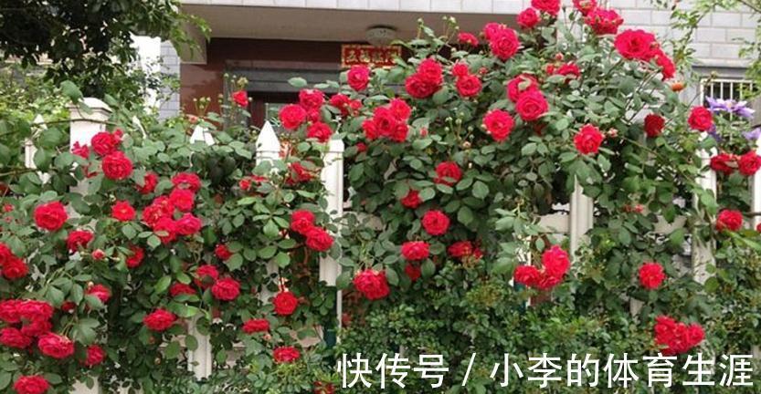 家里有个小院子别浪费，养这3种花，打理简单，开花如花海