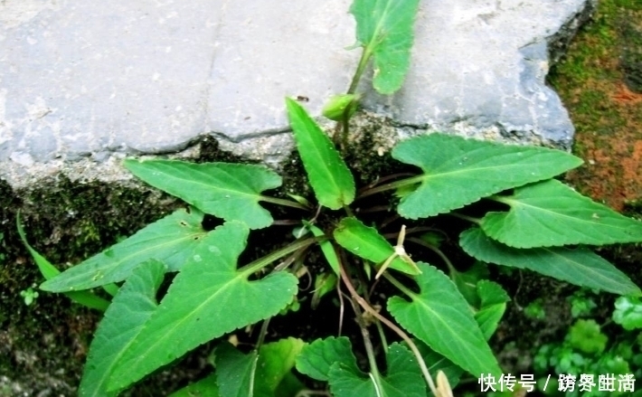 農村|農村這種常見的野草,能清熱解毒,涼血消腫,清肝明目,你認識嗎
