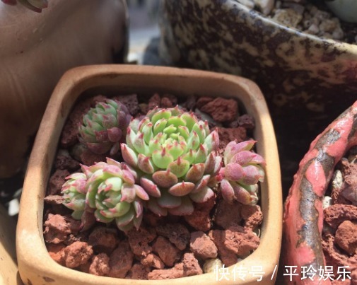 多肉小红衣鲜艳又水润,教你养小红衣的3个小妙招,值得尝试一下
