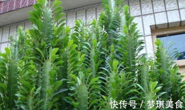 仙人球|俗话说:“勤人养鱼,懒人养花”,这6种花最适合懒人去养