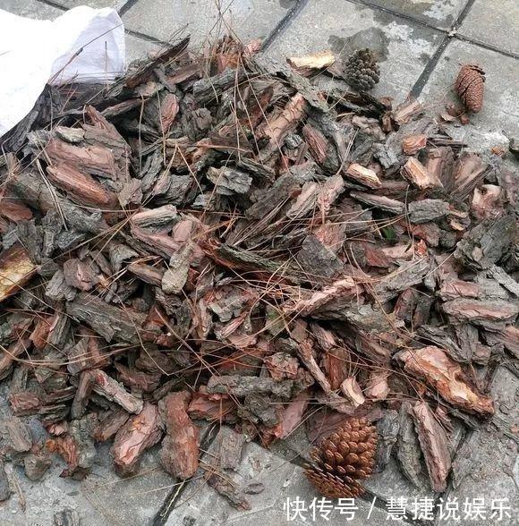 蝴蝶兰不用土不用肥,1块树皮就能活!