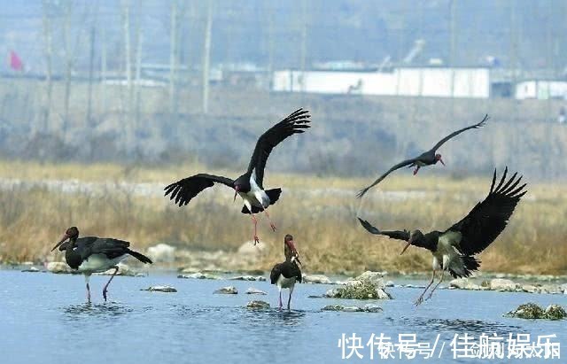 月光寒#李商隐最凄美一首诗,道尽爱情的坚贞,感情真挚,堪称千古名篇