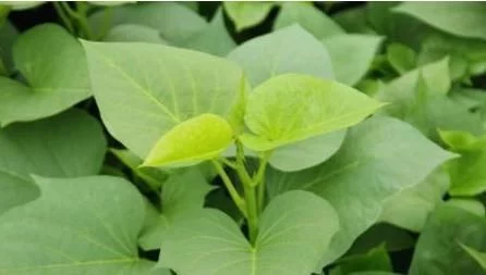 红薯叶为何一炒就黑