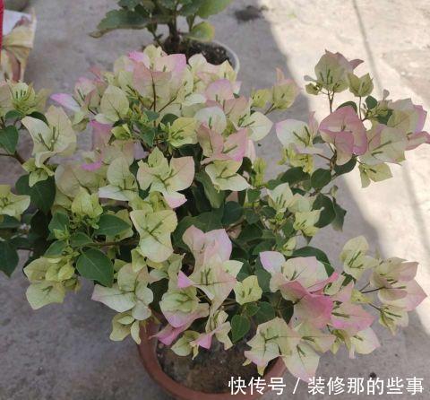 雨水|养三角梅,做好三件事,冠幅更大,花开数月