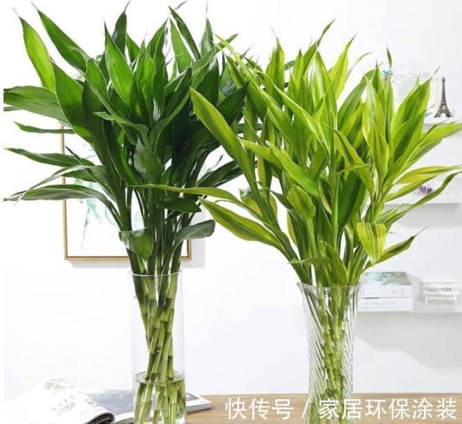 4种适合客厅养植的竹子，清秀文雅，尽显文人气息，还能清新空气