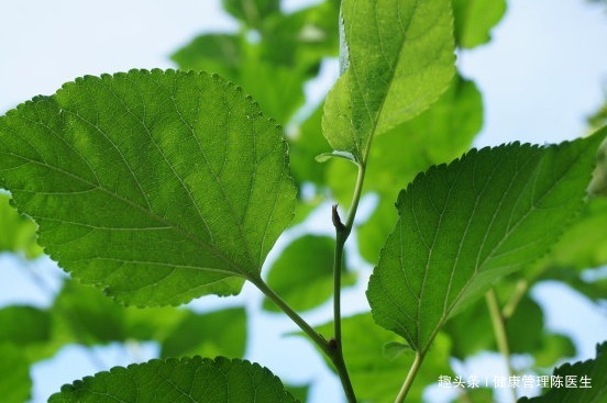 不用|白发不用急着染,一片树叶就能解决!经常使用胜过黑发剂!