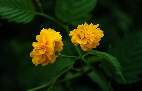 在家中养上一盆“它”不但好养，开花色泽亮丽，简单好养爆盆