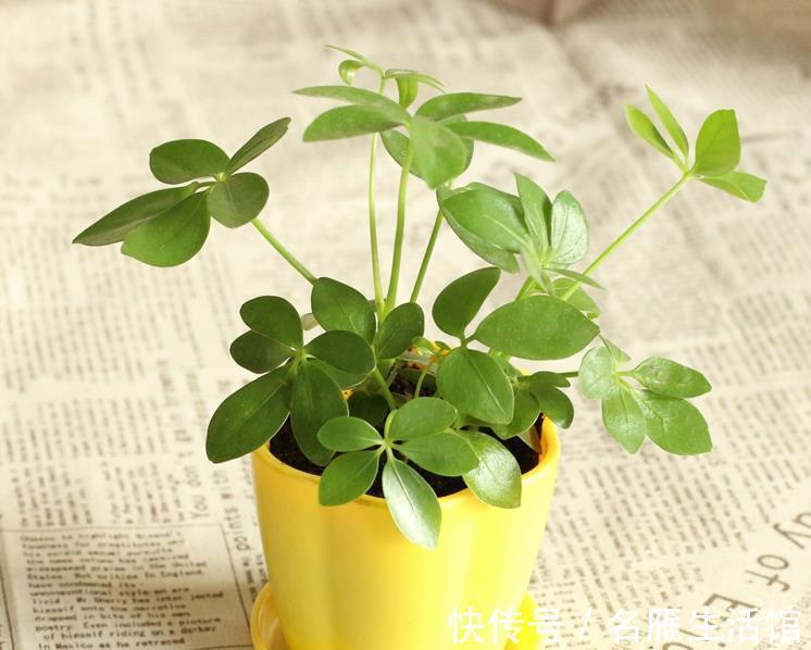 鹅掌柴|如果这三种绿植你都养不活，那还是不要养花了