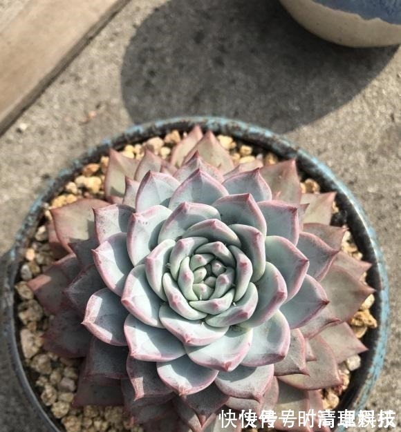 颗粒|养好多肉很容易,工地挖点河沙,纯河沙也能养多肉,根系超发达