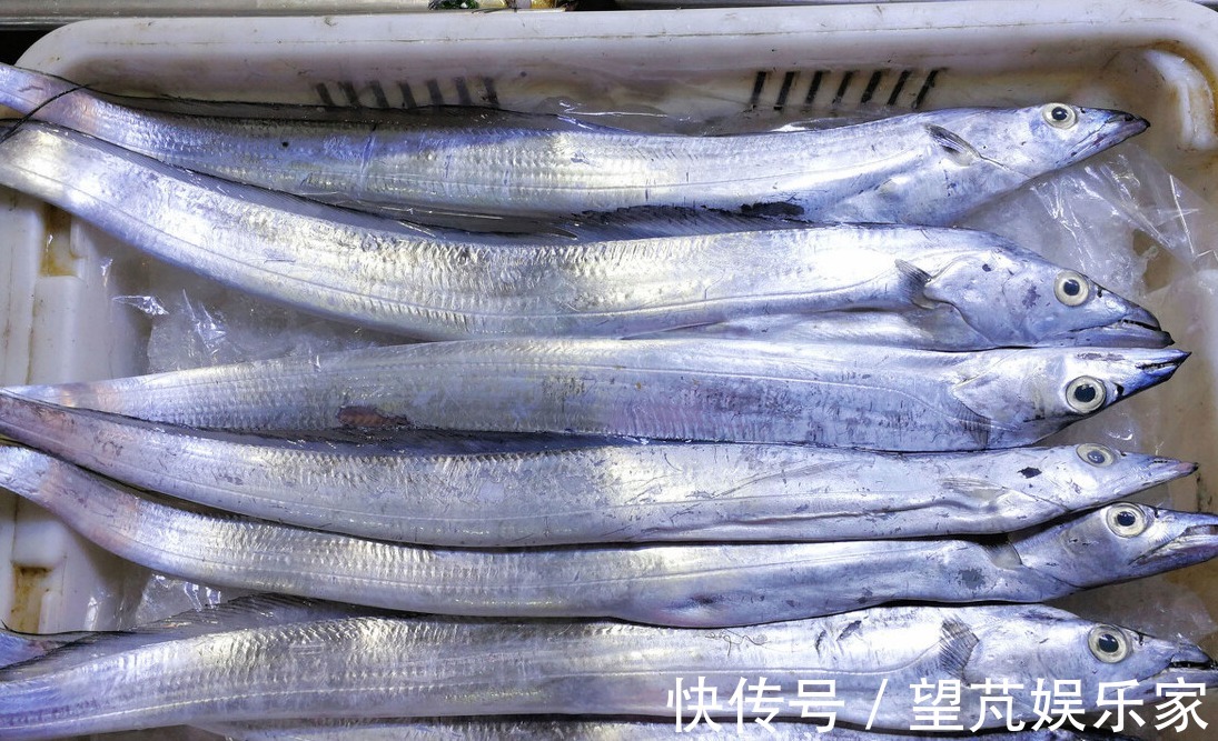 黄眼睛|黄眼睛和黑眼睛的带鱼哪种好吃海边人教你,只选对的不选贵的