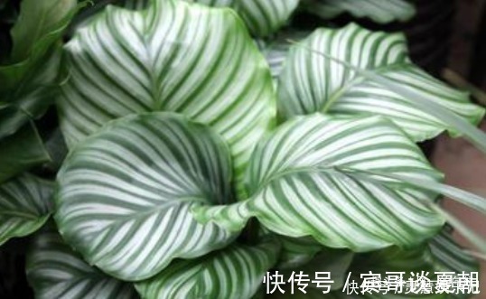 竹芋|这3种花最怕阳光，越阴凉越生长的旺！阳光晒反而活不长