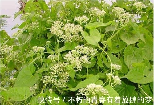 身披绿衣裳,却能“绞死”大树,这白花可不像表面那么招人喜欢