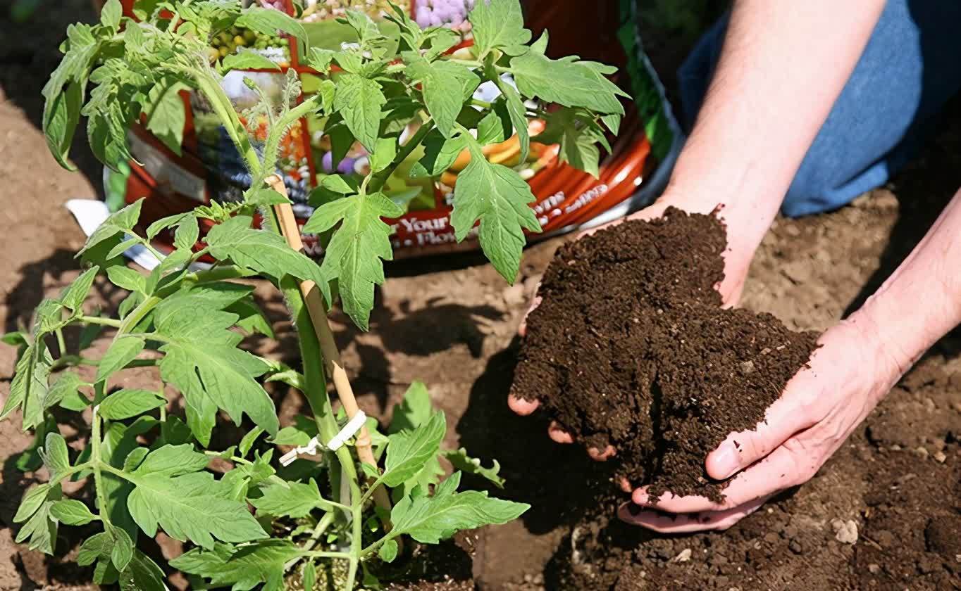 春天养花,必备5种“小东西”,简单有条理,养花一级棒