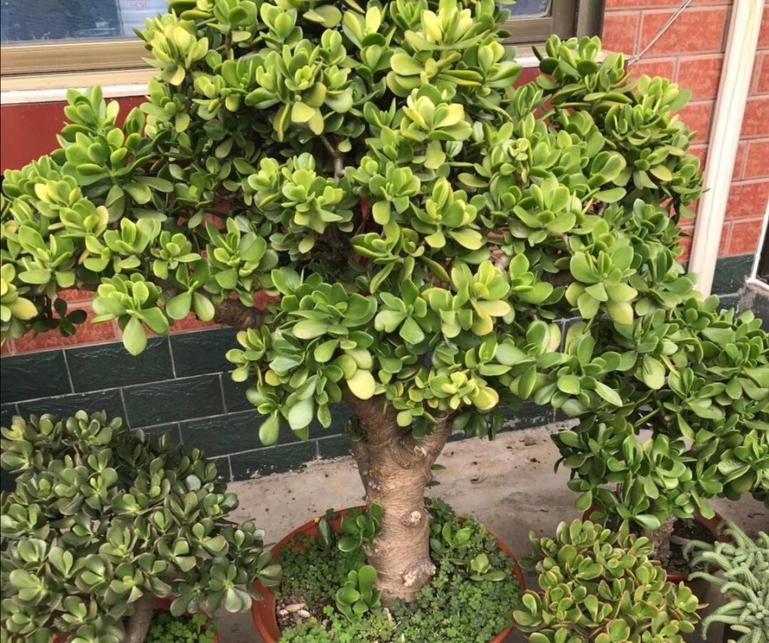 长寿花|天气冷,六种花要干养,少水多晒才健壮,养成老桩更旺家