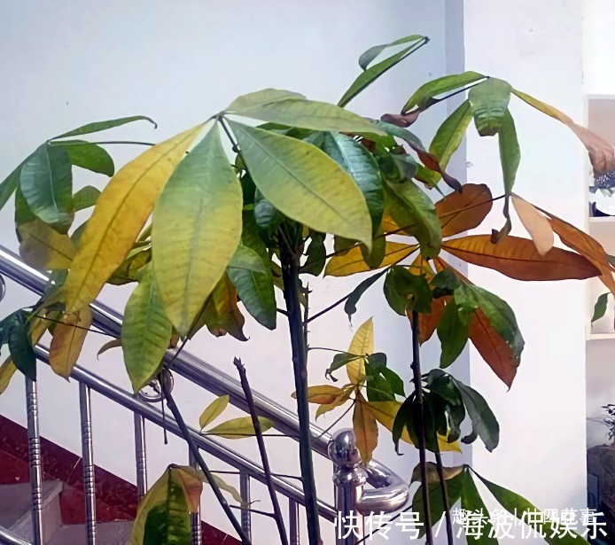 9种花，12月要“控水、断肥”，不注意烂根黄叶，活不到开春