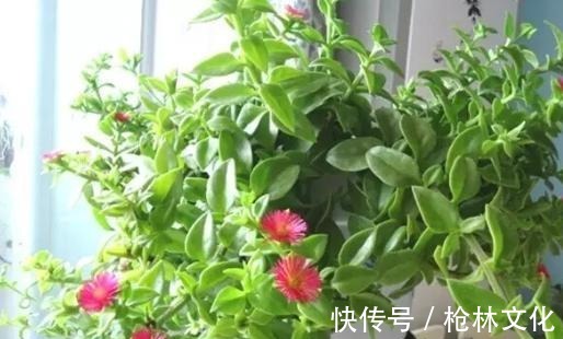 牡丹吊兰|此吊兰不一般，能赏花，能当菜，一根枝插土里，轻松爆盆吃不完